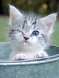 Check This Out Kittens For Sale Near Me For Free Get Kittens Cutest Cute Animals Cute Baby Animals