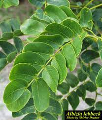 Image result for Albizia lebbeck