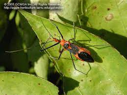 At least one species of zelus has been reported as a household invader in the fall and winter. Beneficial Insects In The Garden 06 Milkweed Assassin Bug Zelus Longipes