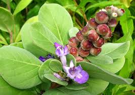 Image result for Vitex obovata