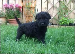 Prices from a decent breeder of pet dogs are going to start at $1200, and show when you have your puppy you will have some initial costs to cover for things like medical care and items needed at home. Kerry Blue Terrier Facts Pictures Puppies Breeders Price Temperament Animals Breeds