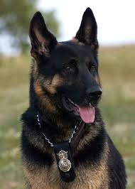 Buckley Air Force Base Home German Shepherd Wolf Mix Black German Shepherd German Shepherd