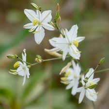 Image result for Chlorophytum galpinii
