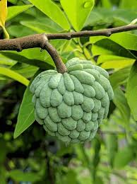 Image result for Annona squamosa