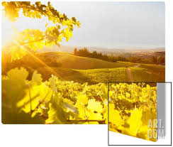 Sunset On Sonoma Vineyards Office California Vineyards California Sunset Sonoma Vineyards