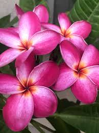The plumeria is in peak bloom at the exotic plumeria. Late Bloomer In Southern California Plumeria