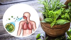 19 ceaiuri și tratamente naturiste de curățare a plămânilor. Cele Mai Bune 5 Plante Medicinale Pentru PlÄƒmani È™i Aparatul Respirator Eu Stiu Tv Youtube