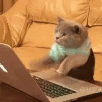 Is it good to work from home as a mom? Funny Cat Meme Gifs Get The Best Gif On Giphy