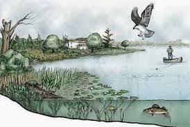 Geography And Environment Ecosystem Meaning And Definition