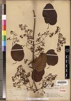 Image result for Tacazzea apiculata