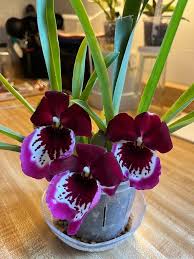 Image result for Brachycorythis buchananii