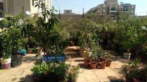 Instead, use a good quality potting mix for the healthy growth of plants and productivity. Beginners Terrace Gardening Faqs