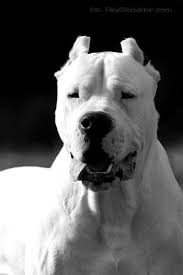 dogo argentino wild animals and pets powerpoint testversion wild animals and pets ks1 maths christmas people and pets ca dog breeds dogs beautiful dogs