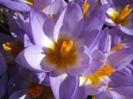 Orchids, tulips, dandelions, daisies, violets, roses are the flowers for every taste. 25 Best Free Flower Screensavers