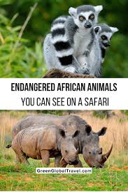 20 Endangered African Animals You Can See On A Safari In 2020 Wild Animals In Africa African Animals Endangered Animals In Africa