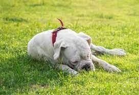 Why Does My Dog Eat Grass Bored Dog Dogs Dog Behavior
