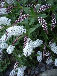 Choose flowering shrubs that have overlapping bloom seasons. Pin On Shrubs
