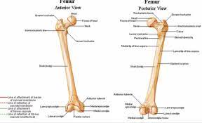 Anterior And Posterior View Of The Femur With Attachment Markings Leg Bones Anatomy Body Anatomy