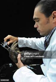 308 Saber Cat Stock Photos, High-Res Pictures, and Images