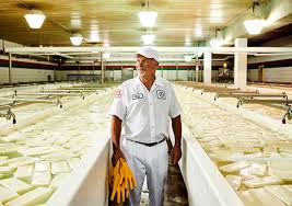 Beginners Guide To Cheesemaking (With Recipes!)