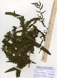 Image result for Cyclosorus striatus