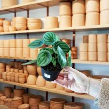 Image result for Peperomia molleri
