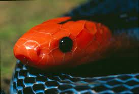 17 Species Of Elapids Amazing Snakes Coral Snake Snake Sea Snake