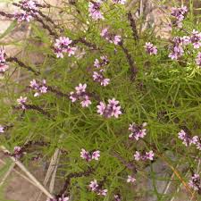 Image result for Striga linearifolia