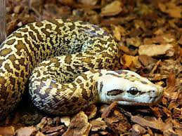 35 Snakes Ideas Reptiles And Amphibians Snake Garter Snake