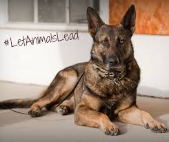 How To Help Military Dogs Military Dogs Dogs Animal Reiki