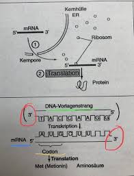 Maybe you would like to learn more about one of these? Molekulargenetik Vom Gen Zum Protein Transkription Translation 26 6 19 5 2 Flashcards Quizlet