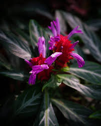 Image result for Justicia rodgersii