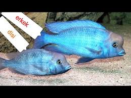 Mavi Cikletlerin Amansiz Kavgasi Youtube