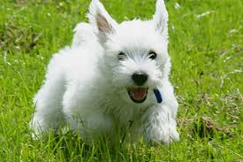 Samoyed Kopek Egitimi Hakkinda Kopek Egitim Ciftligi