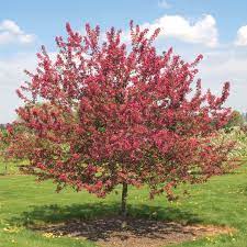 We did not find results for: Prairie Fire Crabapple Gurney S Seed Nursery Co