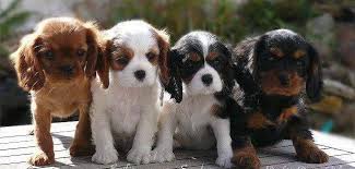 Black And Tan Cavalier King Charles Spaniel Puppies For Sale Near Me Cavaliers All Four Colors Ruby Blenheim Tri Black And Tan How Spe King Charles Spaniel Cavalier King Charles Spaniel King Charles Cavalier Spaniel Puppy