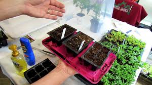 Carefully and evenly spray this blend onto. How To Make Soapy Water Garden Insect Sprays The Recipe Use Soap Selection Diy Ep 3 Youtube
