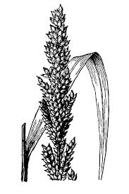 Image result for Echinochloa crus-pavonis