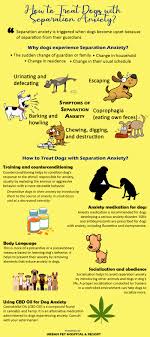 Check spelling or type a new query. Pet News Articles Urban Pet Hospital Blog Here Are The 5 Solutions For Your Dog S Separation Anxiety