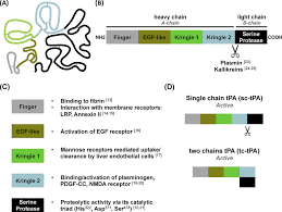 Structure And Functions Of Tissue Type Plasminogen Activator Tpa Download Scientific Diagram