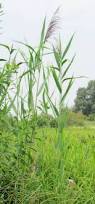Image result for Phragmites mauritianus