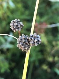Image result for Schoenoplectus scirpoides