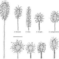 Image result for Xylopia katangensis