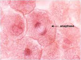 Check spelling or type a new query. 10 Mitosis Quiz Ideas Mitosis Mitosis Meiosis Animal Cell