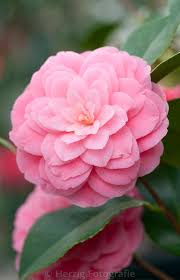Photo Camellia Japonica Mrs Tingley Kamelie By Tina Horst Herzig Photography Wonderful Flowers Pretty Flowers Flower Background Iphone