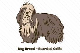 Use the svg/dxf files with your cutting machine to make a variety of christmas signs, mugs, pillows, tote bags, etc., for the holiday season. Dog Breed Bearded Collie Svg Cut File By Creative Fabrica Crafts Creative Fabrica