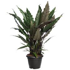 Hay is the correct and accepted scientific name for this species. Zo Verzorg Je De Alocasia Intratuin