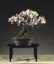 Prunus Ume Bonzai Bonsai Bonsai Garden Mini Bonsai