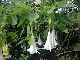 Check spelling or type a new query. Growing Angel Trumpet From Seed Step By Step Instructions For Success