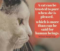 Inspirational Quotes About Cats 25 Sweetest And Funniest Cat Quotes Sayingimages Com Cat Quotes Funny Cat Quotes Entertaining Quotes